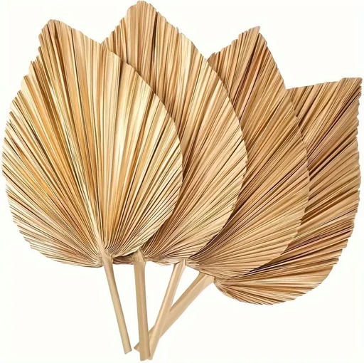 Palm Leaf