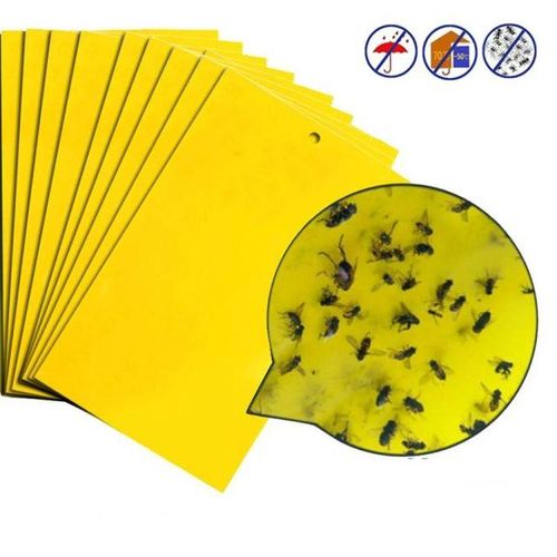 Double-sided Stick Insect Board