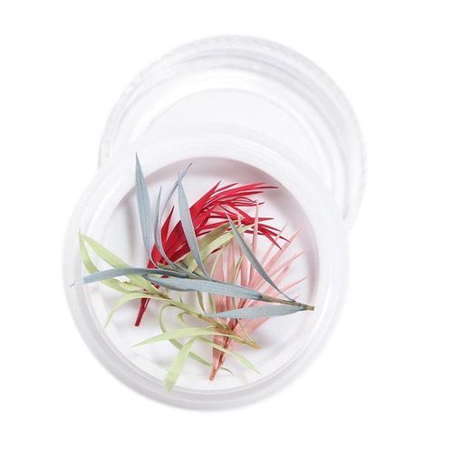 3D Real Dried Flower 14