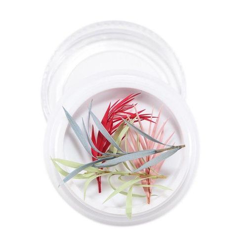 3D Real Dried Flower 14
