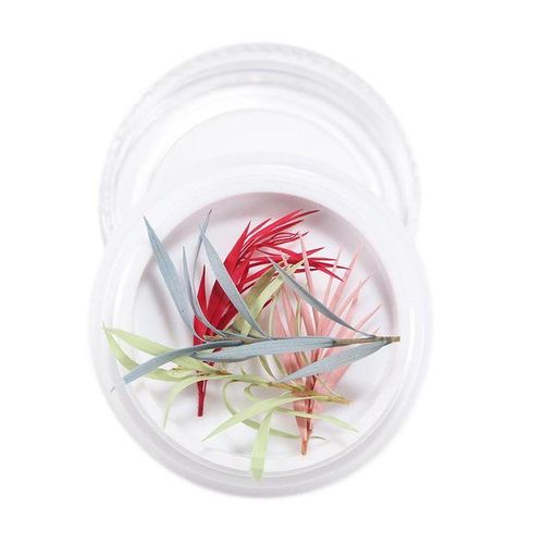 3D Real Dried Flower 14
