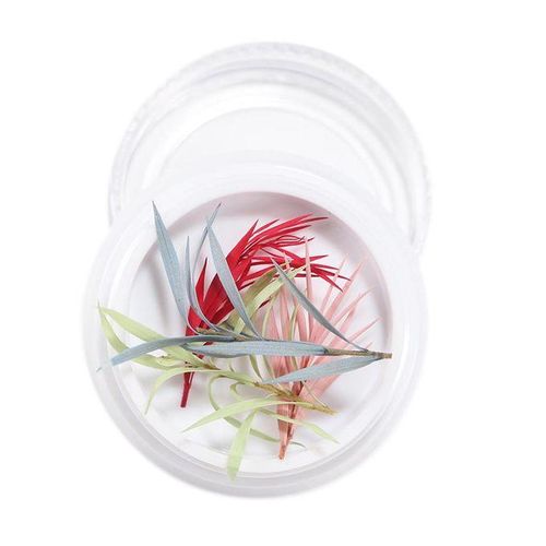3D Real Dried Flower 14