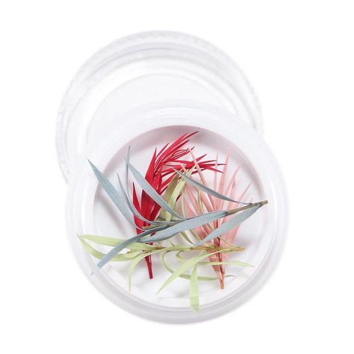 3D Real Dried Flower 14