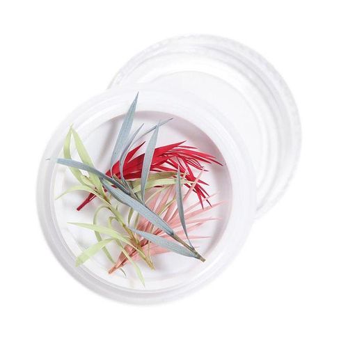3D Real Dried Flower 14