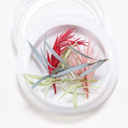 3D Real Dried Flower 14