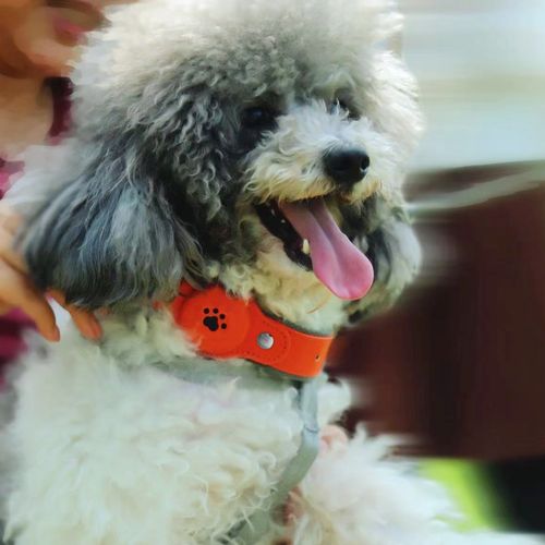 GPS Tracker For Dogs Waterproof IP67 Pet Tracking Smart