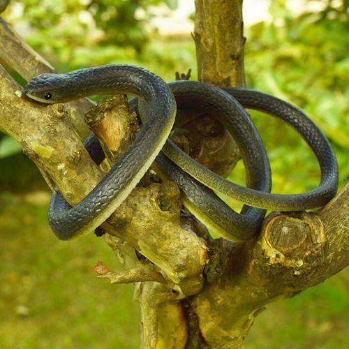 120cm Realistic  Simulation Rubber Snake Toys Garden Props Black