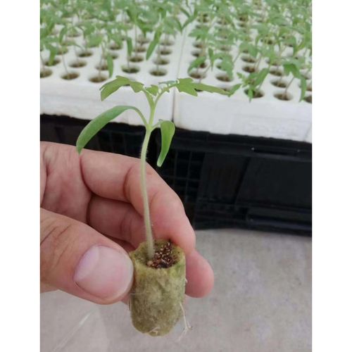 50 Pieces of Garden Starter Plugs-Multicolor