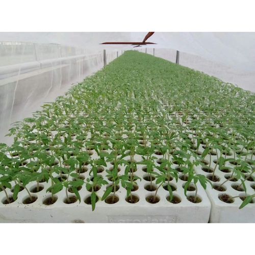 50 Pieces of Garden Starter Plugs-Multicolor