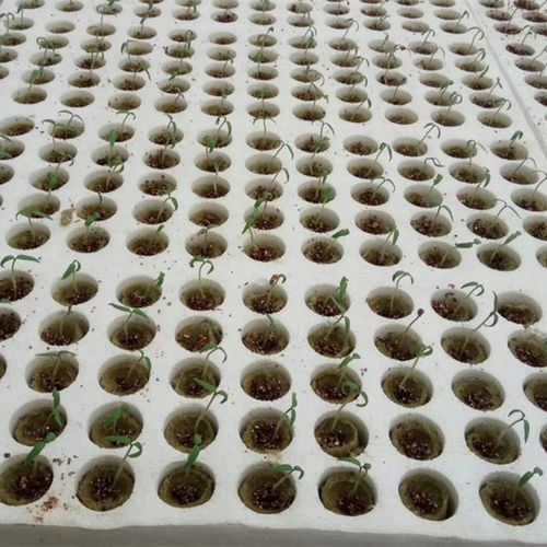 50 Pieces of Garden Starter Plugs-Multicolor