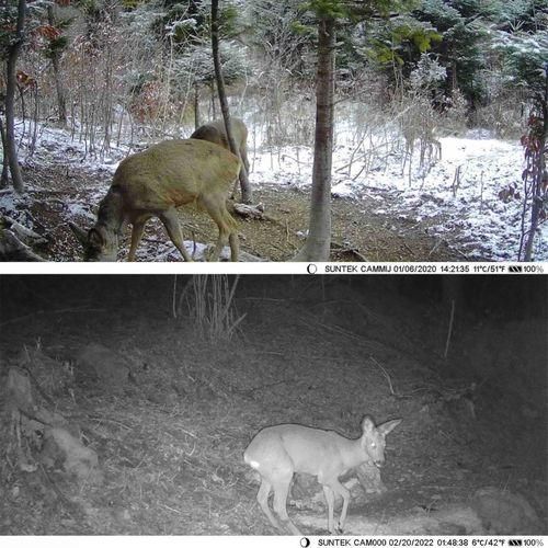 20MP1080P Hunting Camera 0.3s Trigger Speed Night Vision