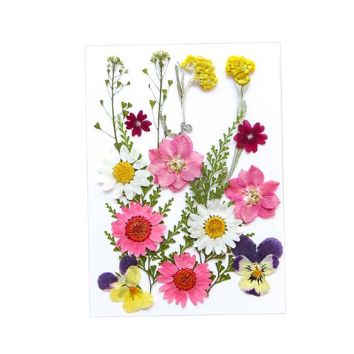 Dried Pressed Flowers Craft Making Candle DIY Mix Colors