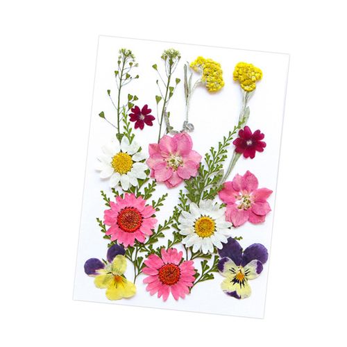 Dried Pressed Flowers Craft Making Candle DIY Mix Colors