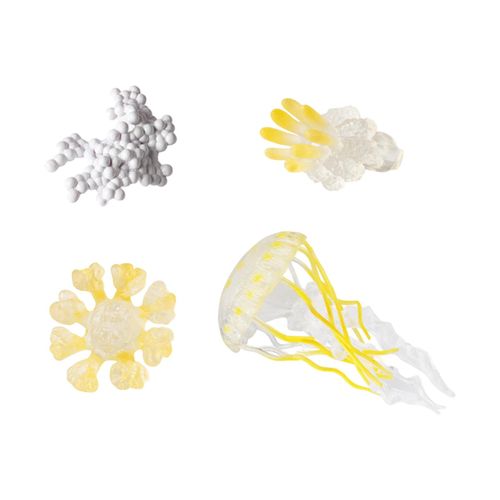 Jellyfish Growth Cycle Teaching Tools Biology Model Yellow