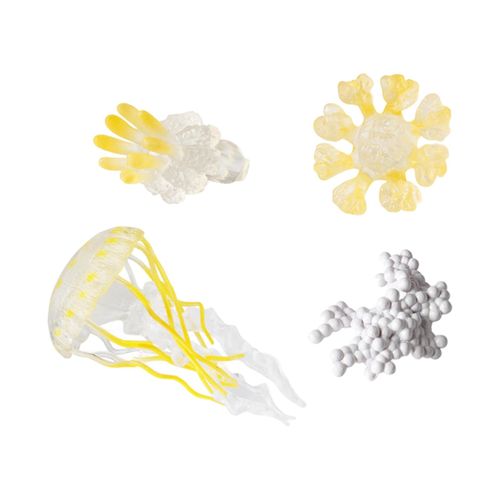 Jellyfish Growth Cycle Teaching Tools Biology Model Yellow