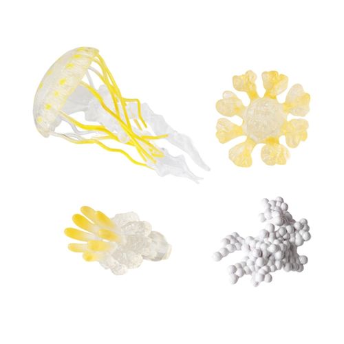 Jellyfish Growth Cycle Teaching Tools Biology Model Yellow
