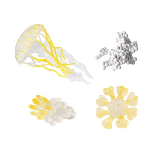 Jellyfish Growth Cycle Teaching Tools Biology Model Yellow