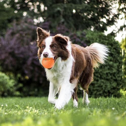 Toy Ball For Pets  Interactive Dog Toys Jolly Ball Herding