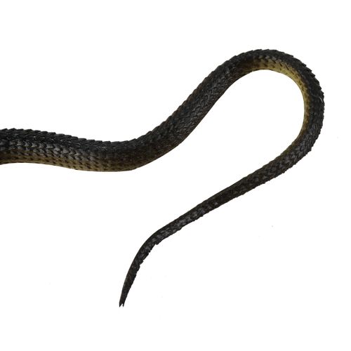 Rubber Snake Pretend Trick Toy Garden
