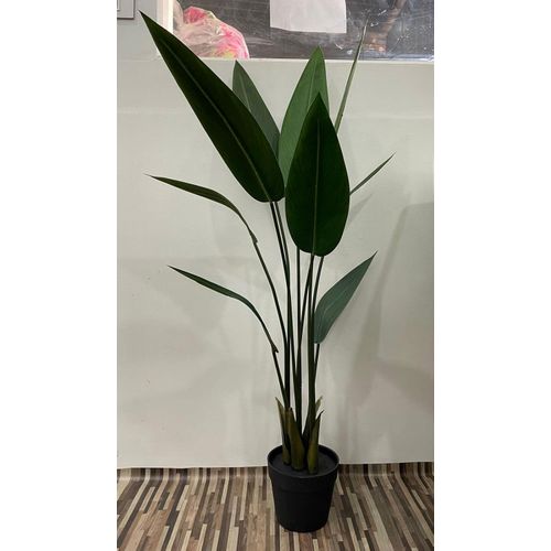 Plant with Plastic Pot for Home D&eacute;cor