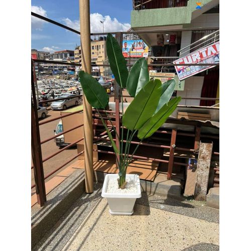 Plant with Plastic Pot for Home Décor
